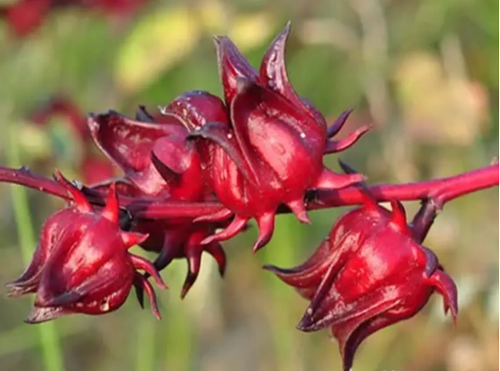 Gathering Lobelia Flowers in Nigeria