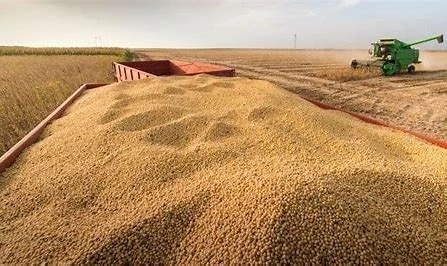 Sincere Logistics dismantles the operational rules for agricultural products importation along the whole chain!